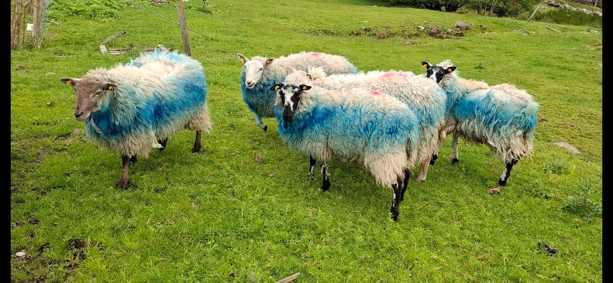 5 XBRED HOGGETS - Image 2