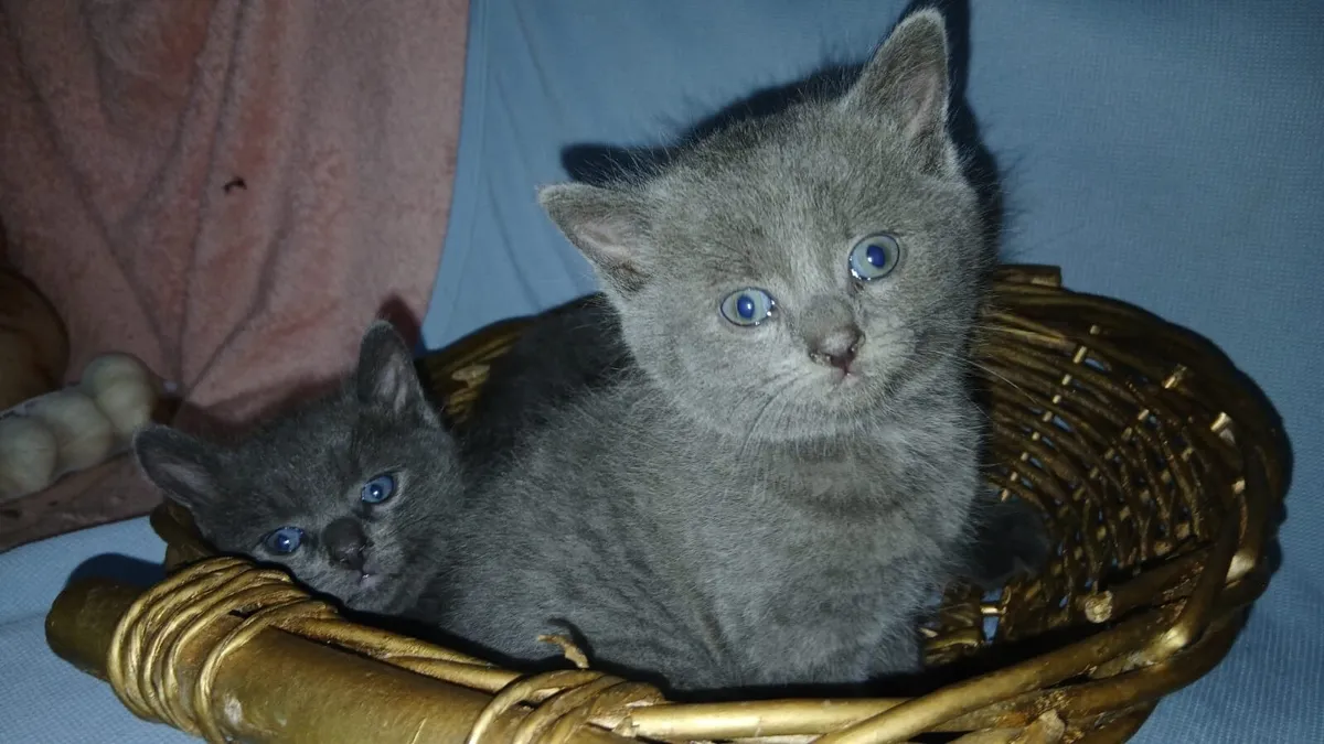 British shorthair x kittens - Image 4