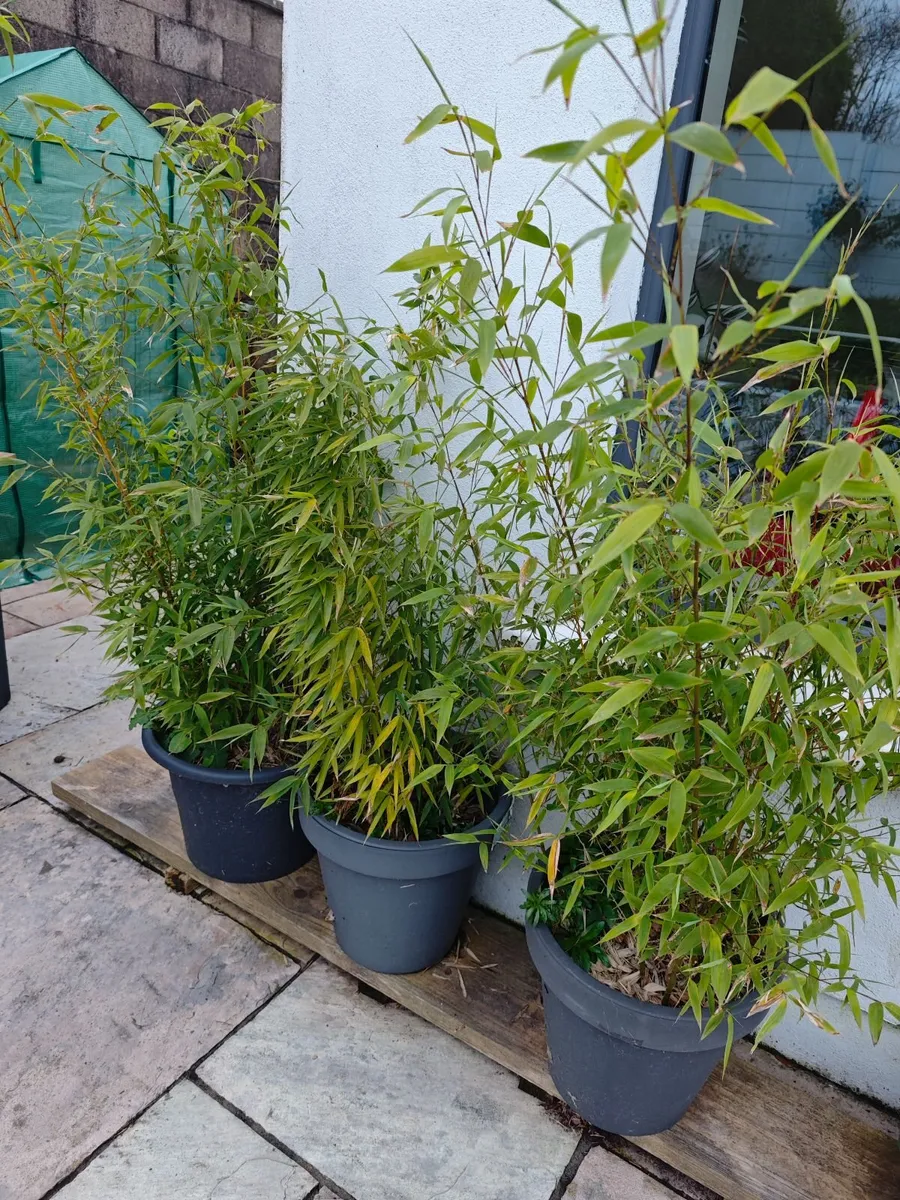 Bamboo plants for sale