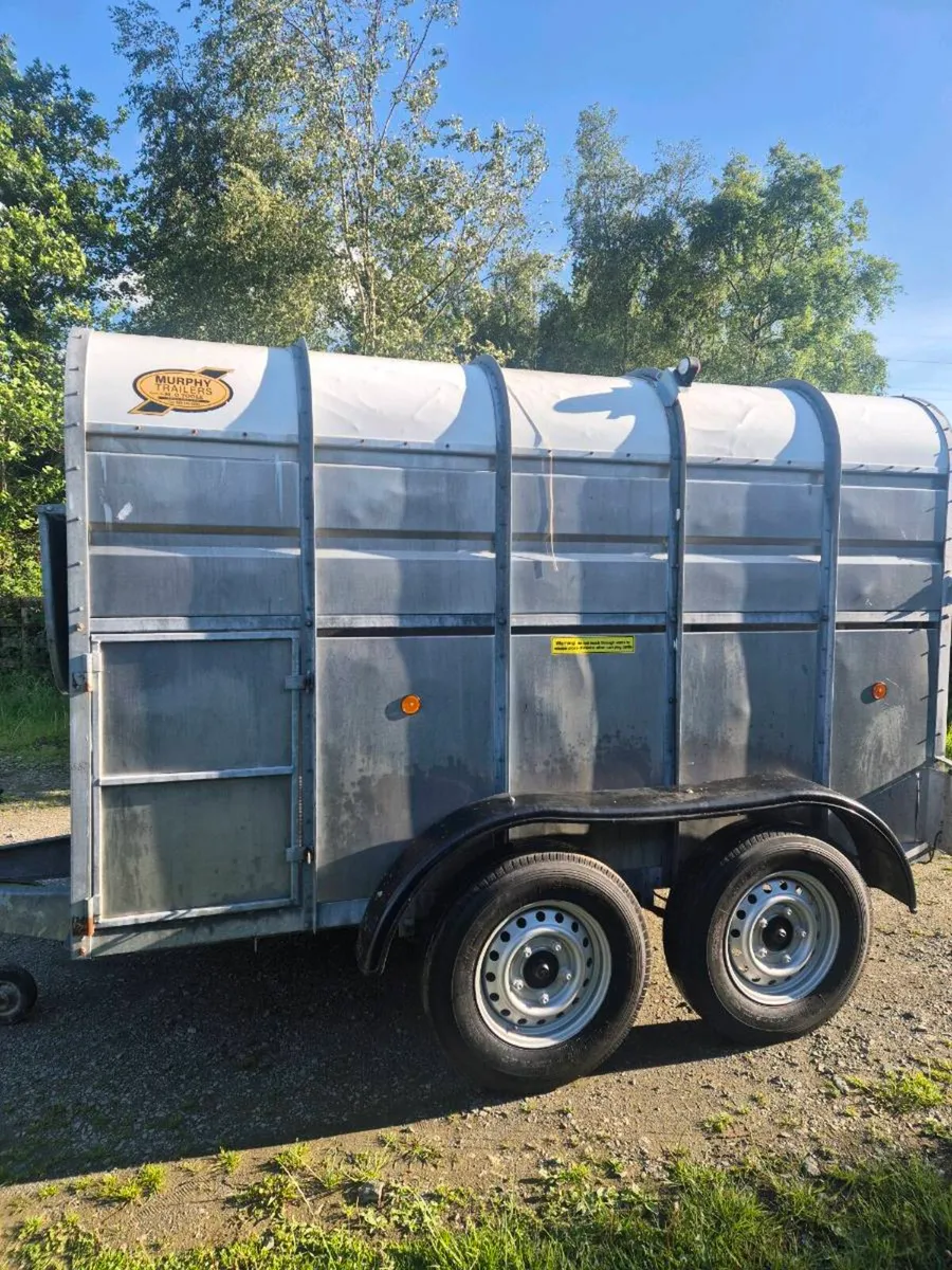 Murphy 10 x 6 cattle trailer - Image 4