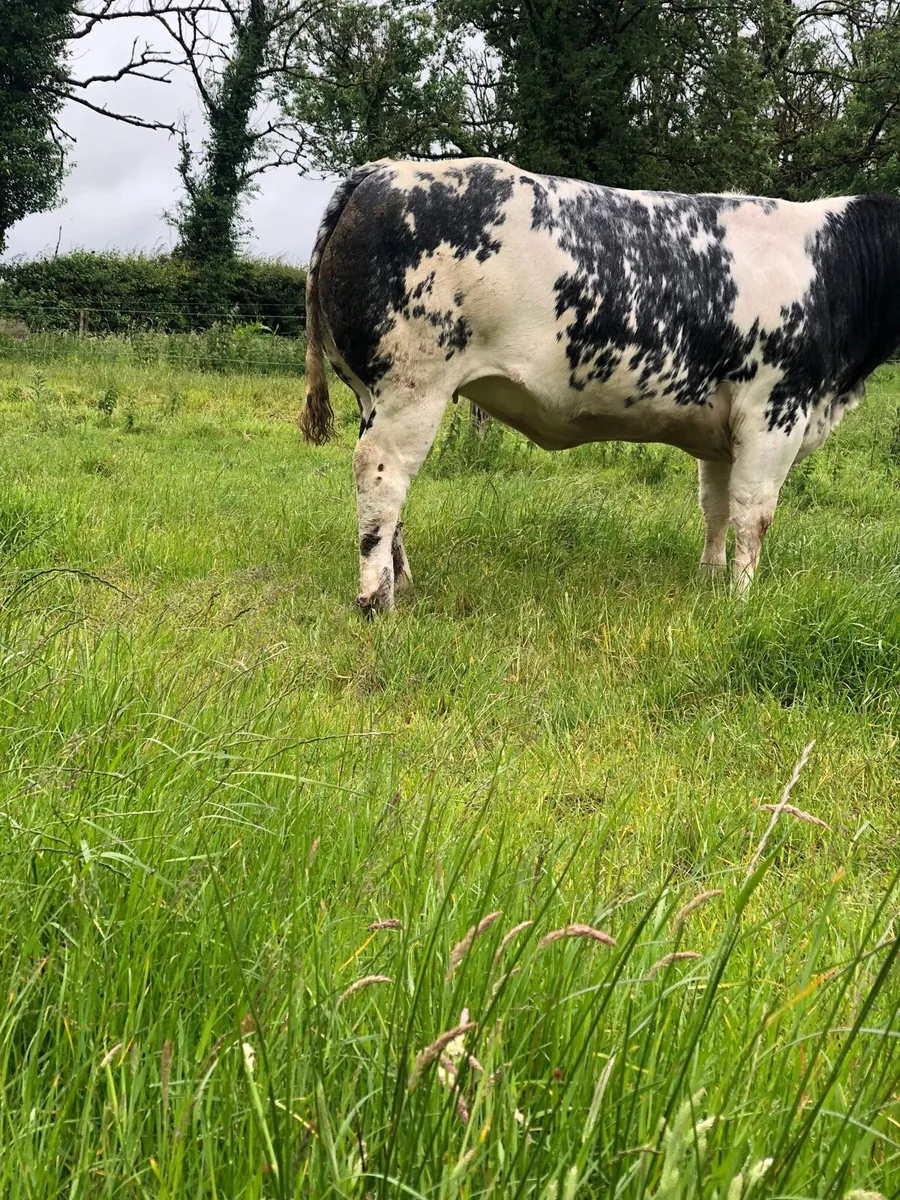 Heifer - Image 3
