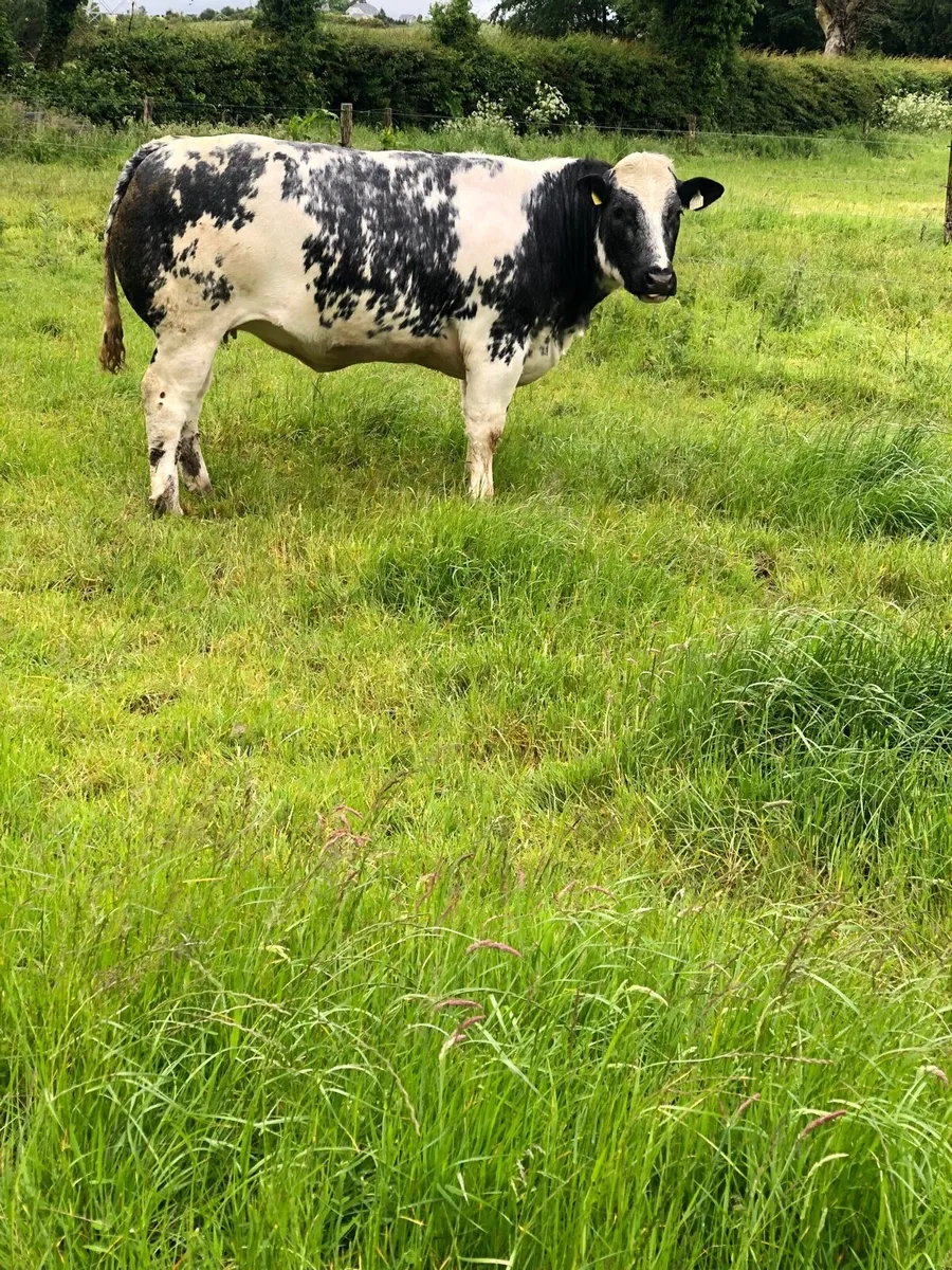 Heifer - Image 2