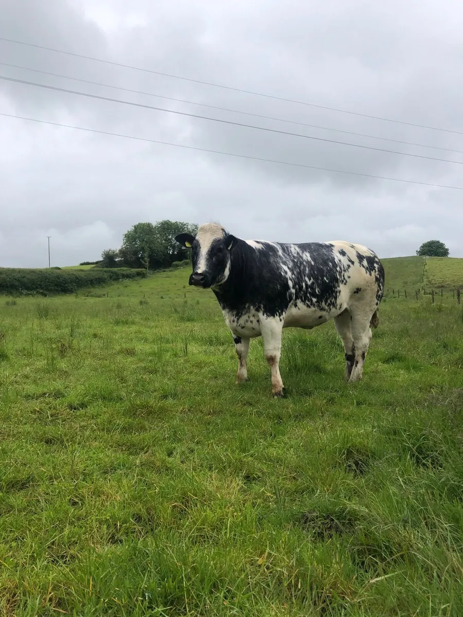 Heifer - Image 4