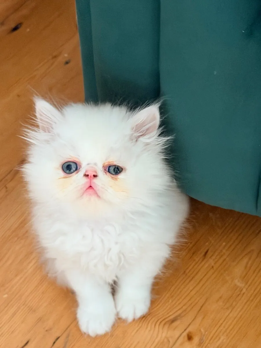 Pedigree persian kittens for sale- 2 left - Image 1