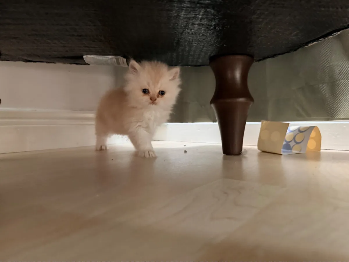 Pedigree persian kittens for sale- 2 left - Image 4