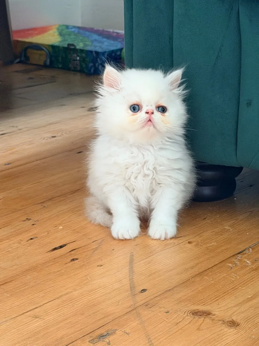 Pedigree persian kittens for sale- 2 left - Image 2