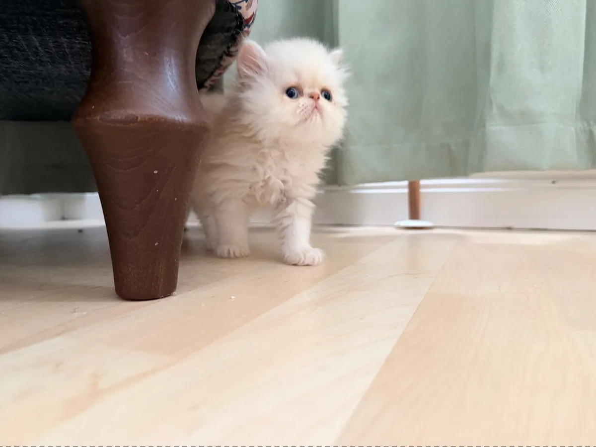 Pedigree persian kittens for sale- 2 left - Image 3