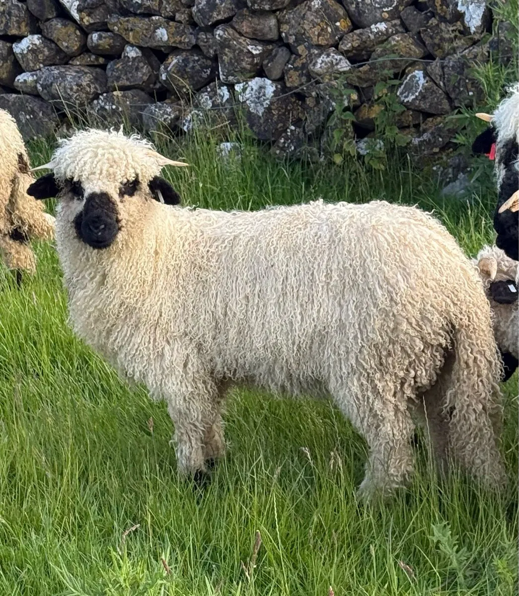 Valais Blacknose Ram/ Wether Pet lambs - Image 2