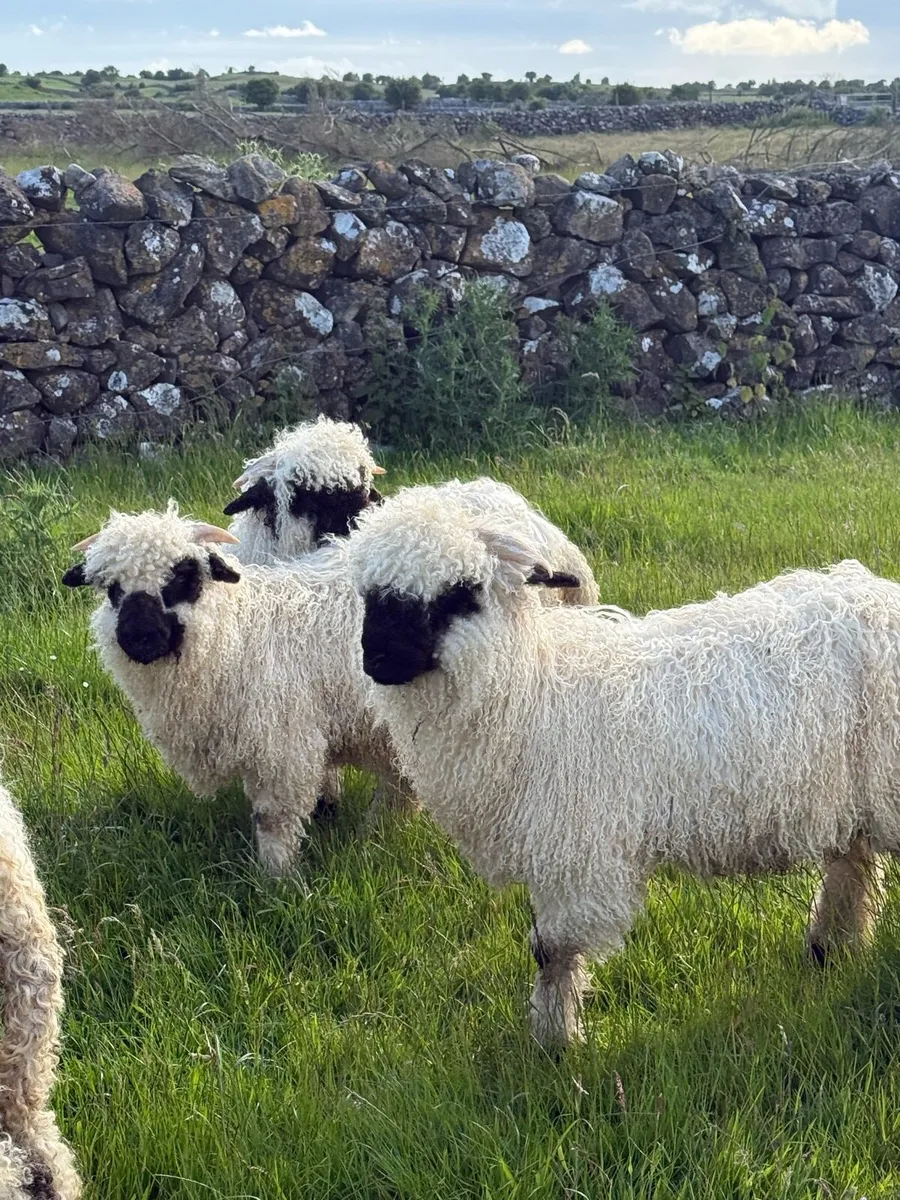Valais Blacknose Ram/ Wether Pet lambs - Image 3