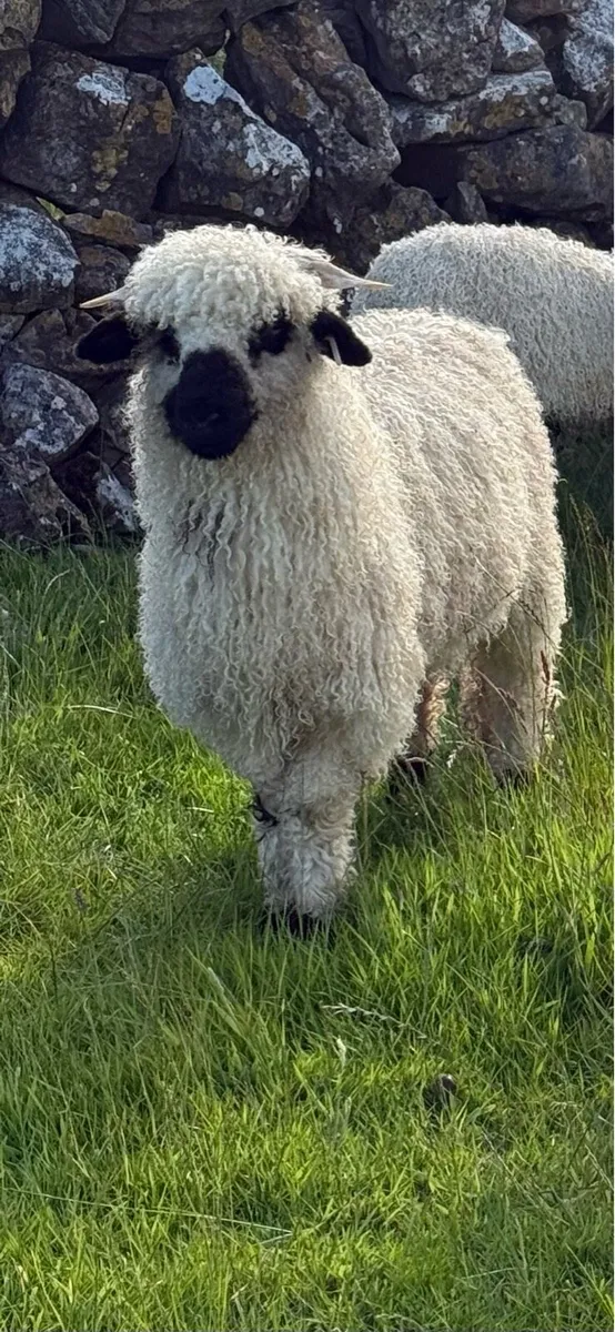 Valais Blacknose Ram/ Wether Pet lambs - Image 4