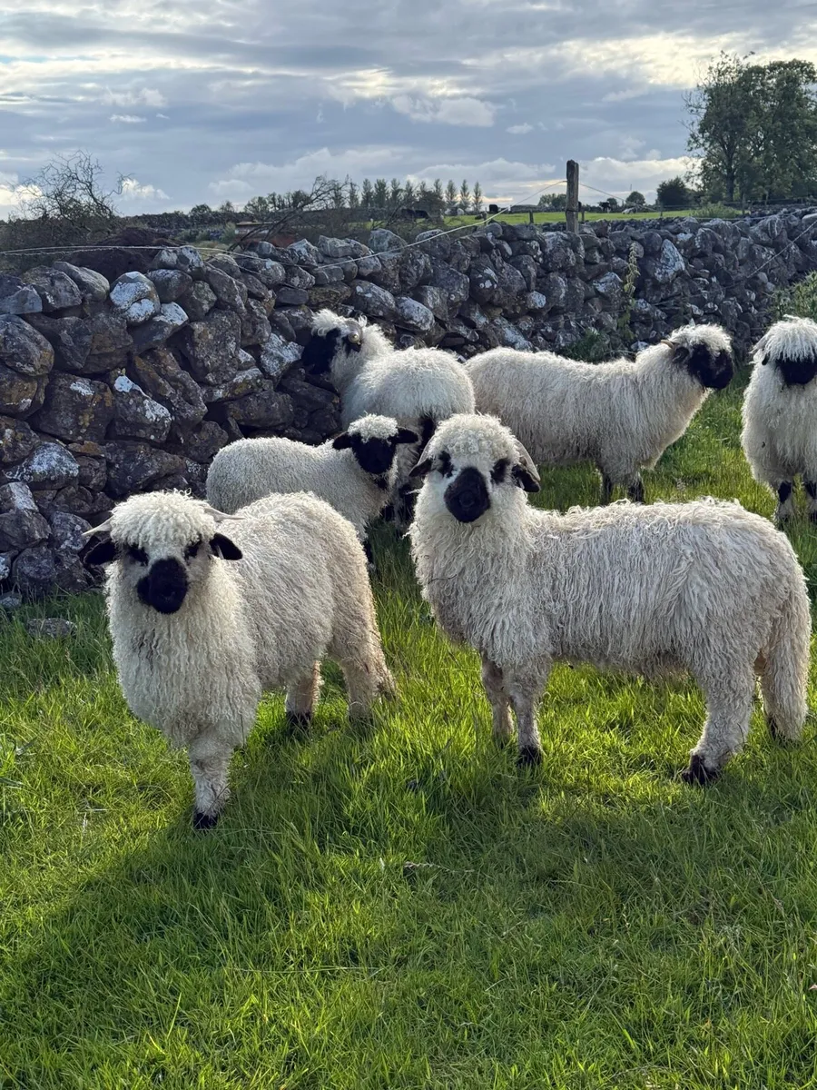 Valais Blacknose Ram/ Wether Pet lambs - Image 1