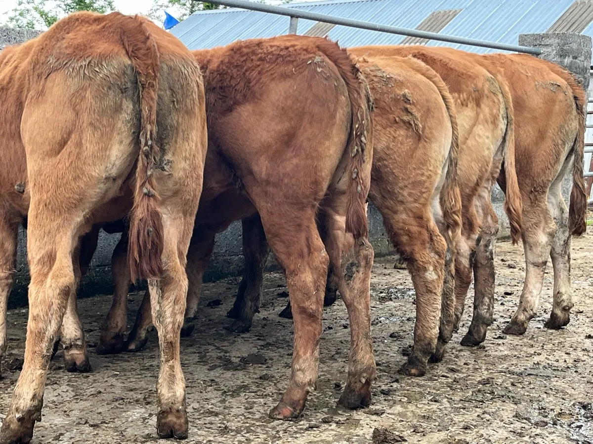 6 x LMX Heifer Weanlings - Image 2