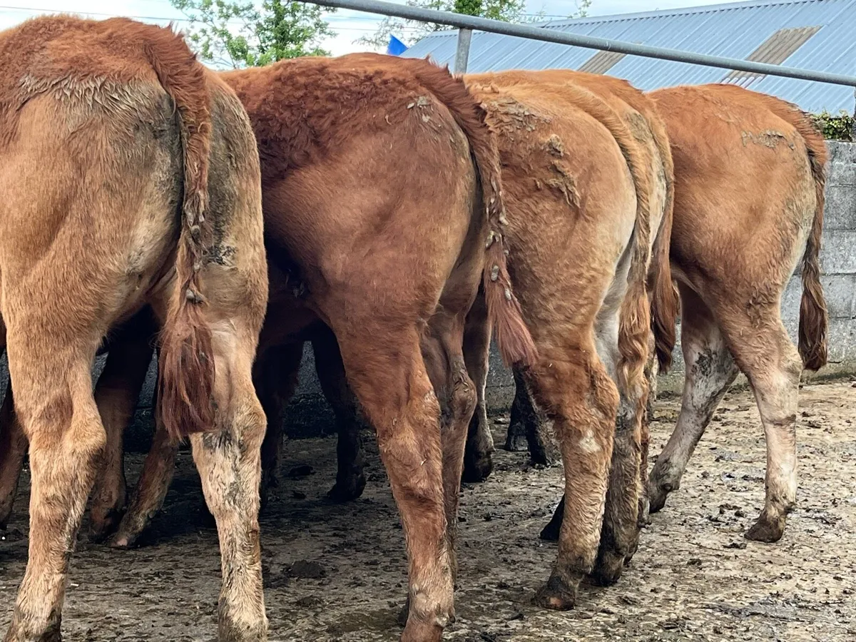 6 x LMX Heifer Weanlings - Image 3