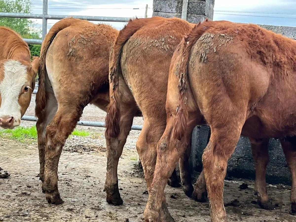 6 x LMX Heifer Weanlings - Image 4