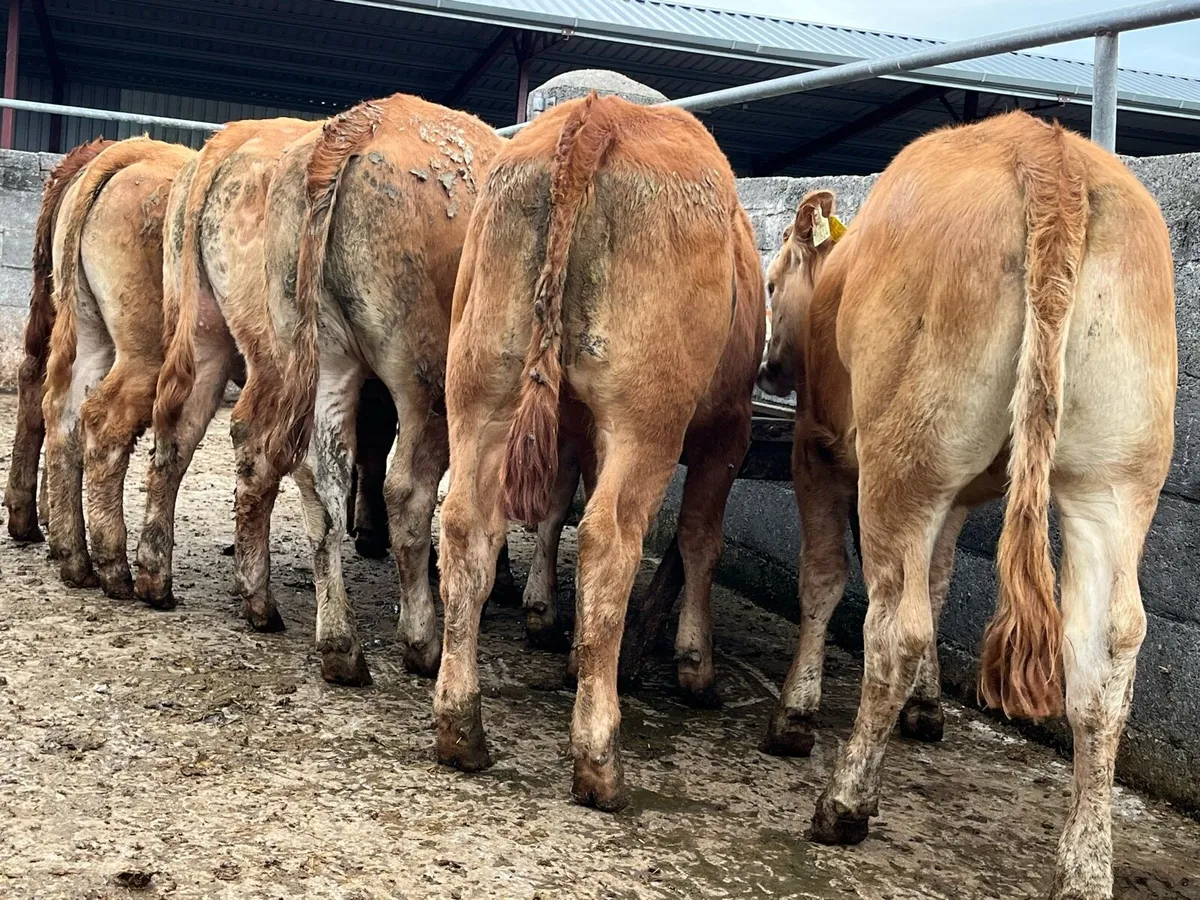 6 x LMX Heifer Weanlings - Image 1