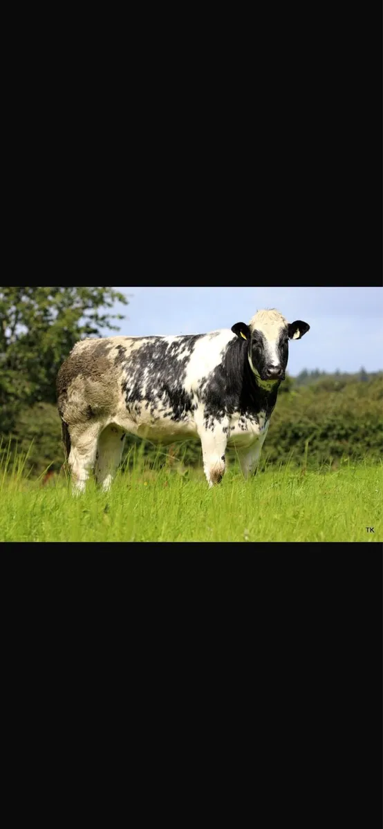 Heifer - Image 1