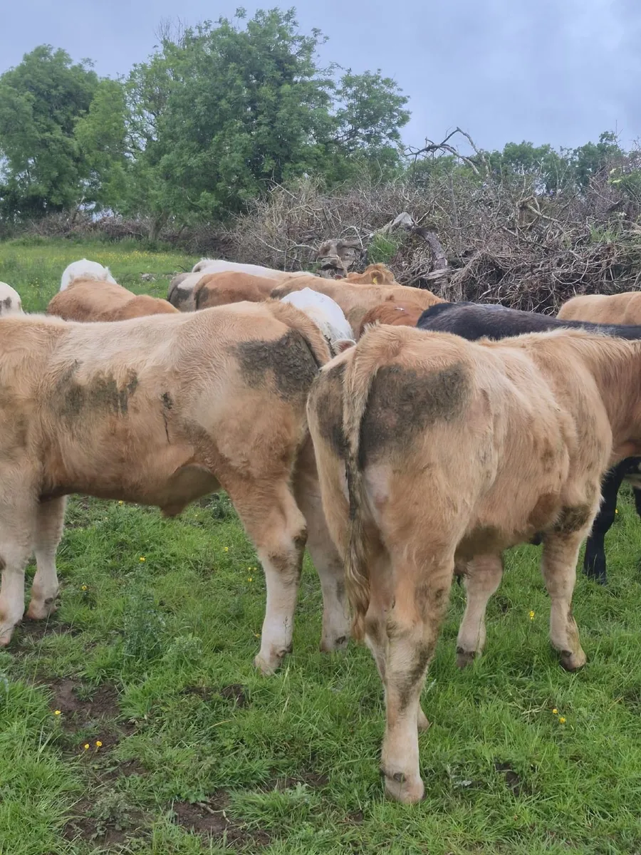 Bullocks - Image 1