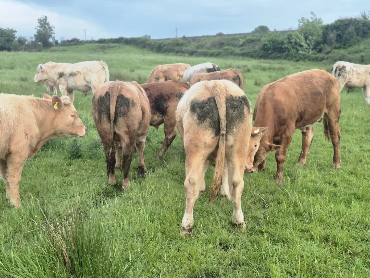 Bullocks - Image 3