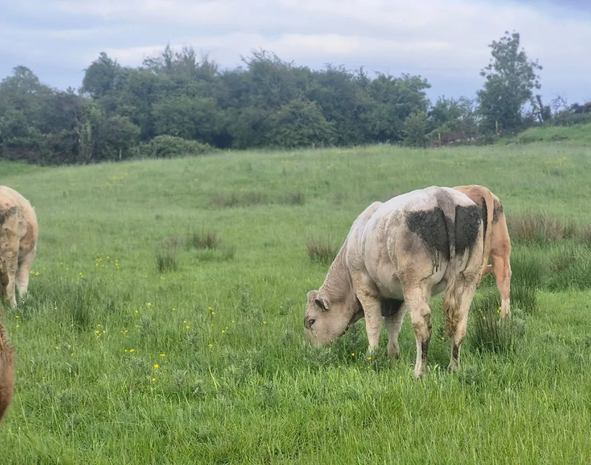 Bullocks - Image 4