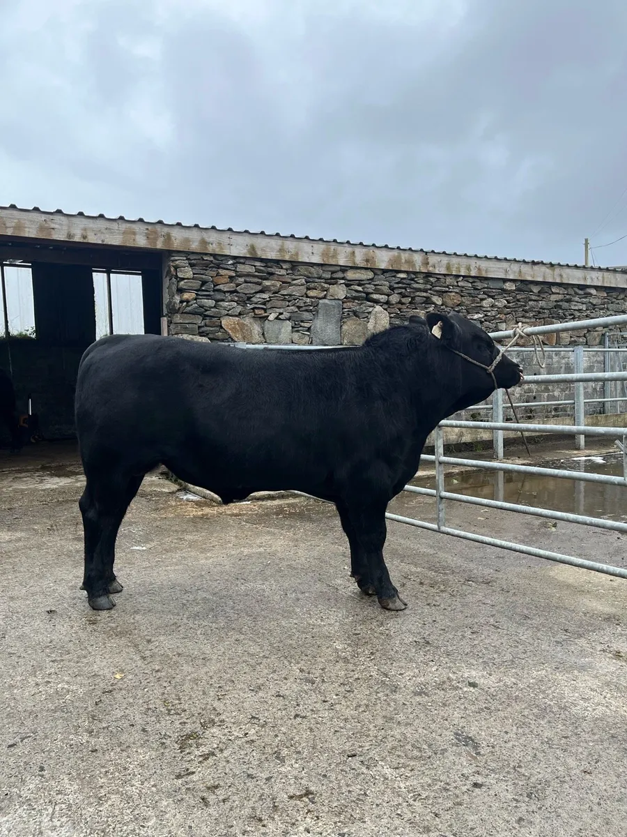 6 Pbr Aberdeen Angus Bull - Image 1