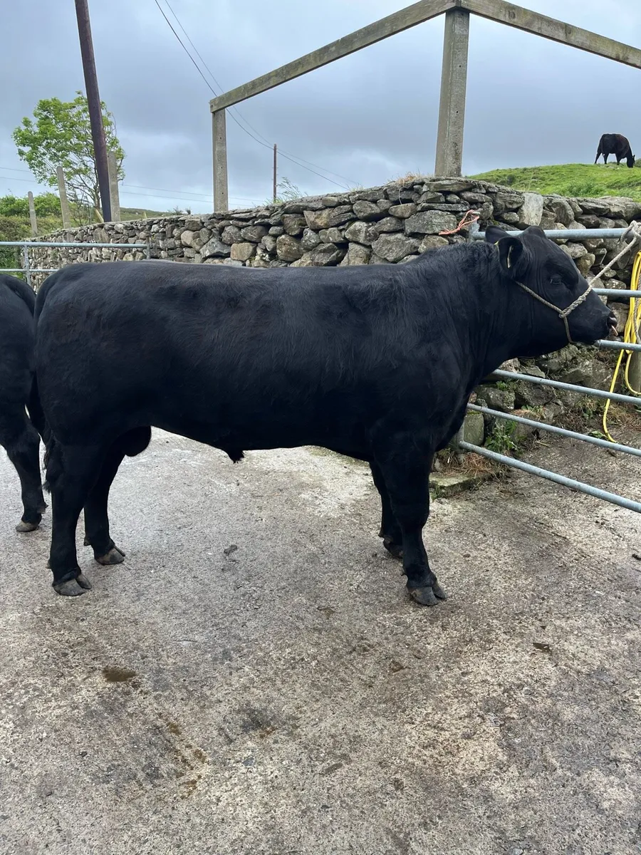 6 Pbr Aberdeen Angus Bull - Image 4