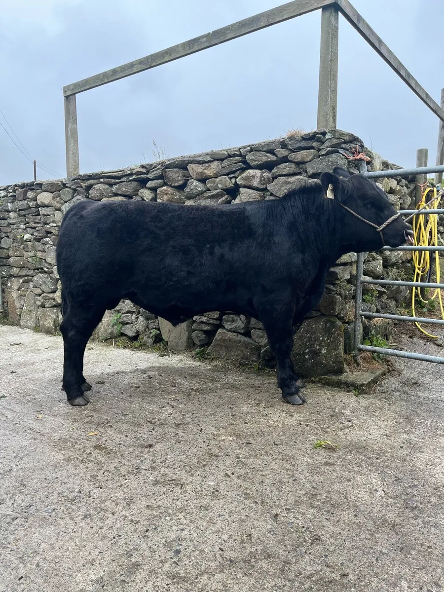 6 Pbr Aberdeen Angus Bull - Image 2