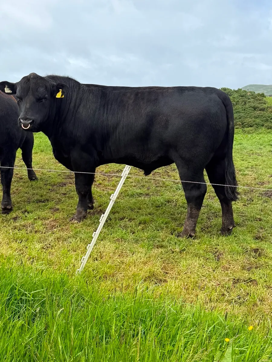 6 Pbr Aberdeen Angus Bull - Image 3