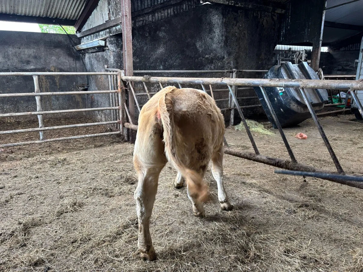 A.I Charlie heifer - Image 2