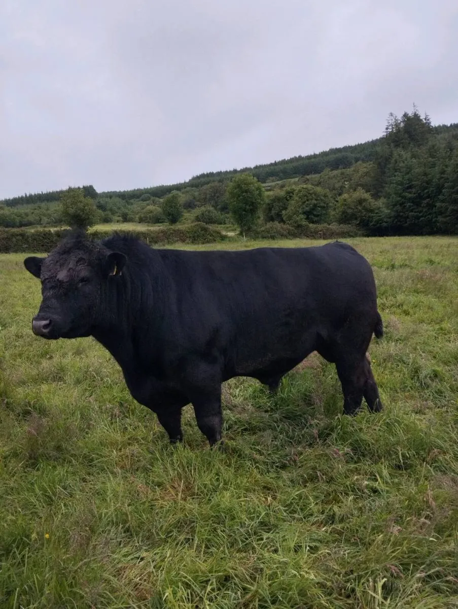 Angus bull - Image 1