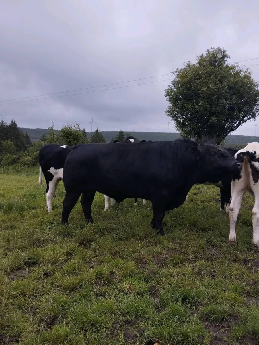 Angus bull - Image 4