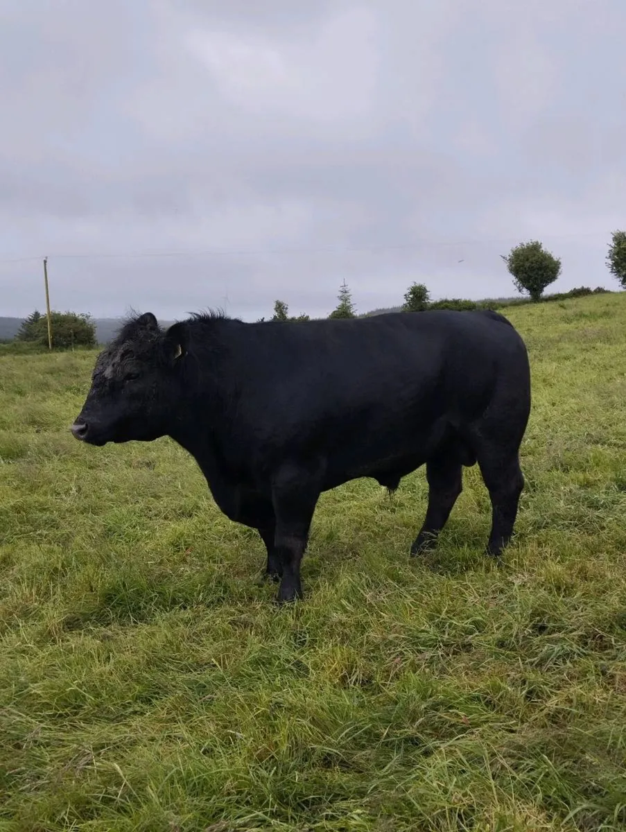 3 year old Angus bull - Image 2