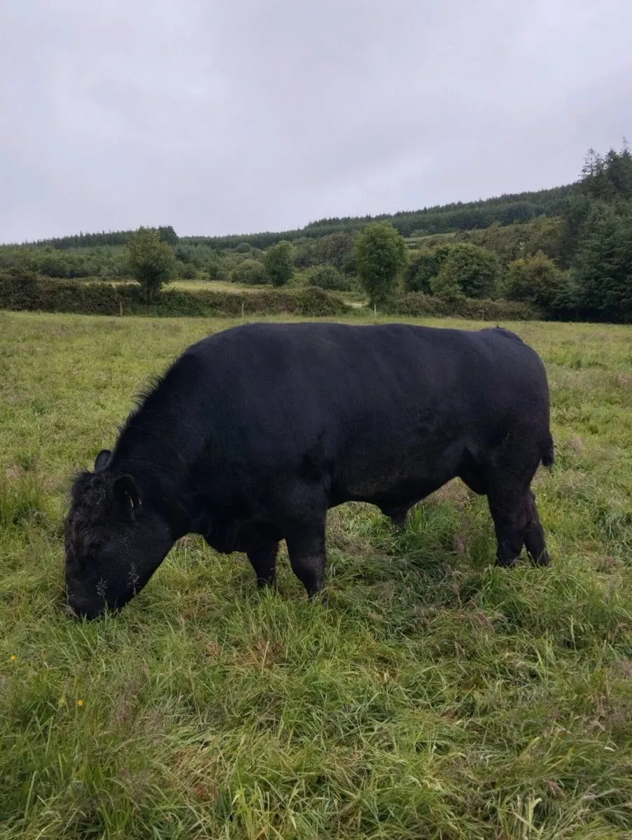 3 year old Angus bull - Image 3
