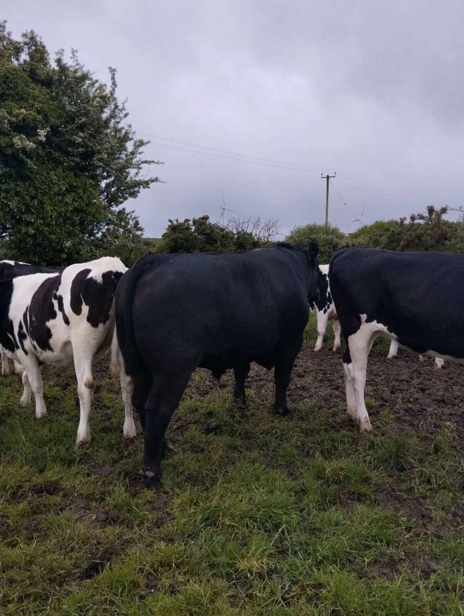 3 year old Angus bull - Image 4