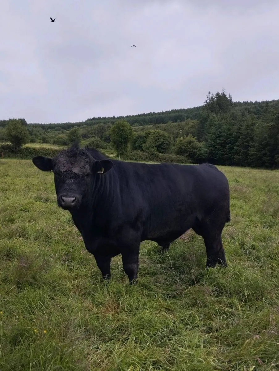 3 year old Angus bull - Image 1