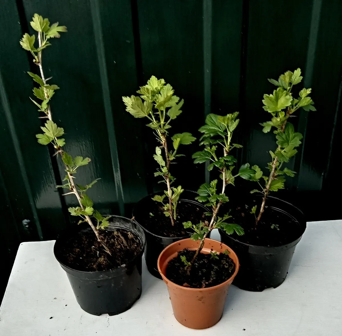 Young Gooseberry and Blackcurrant Plants for Sale - Image 1