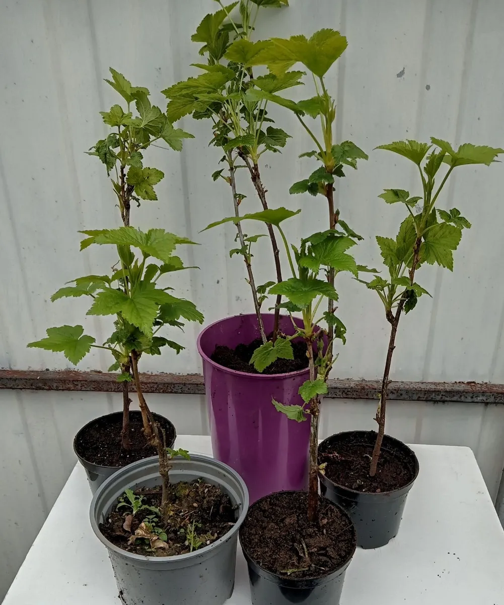 Young Gooseberry and Blackcurrant Plants for Sale - Image 2
