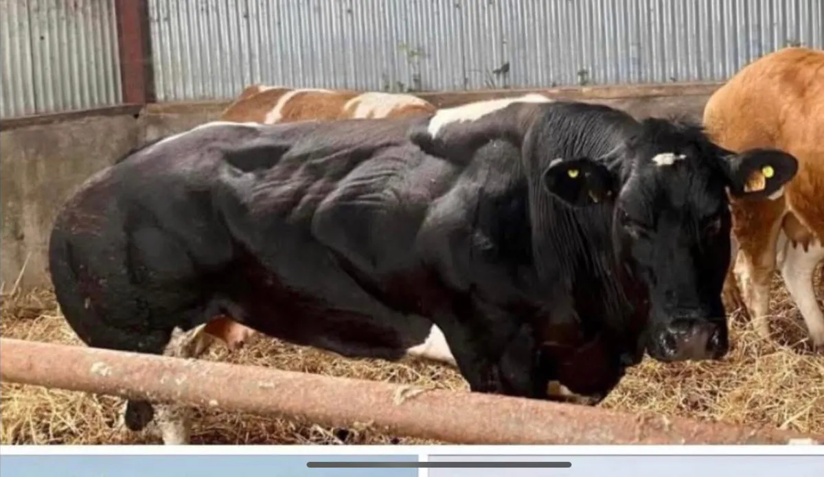 Receipient Carrying Pedigree Belgian Blue - Image 3