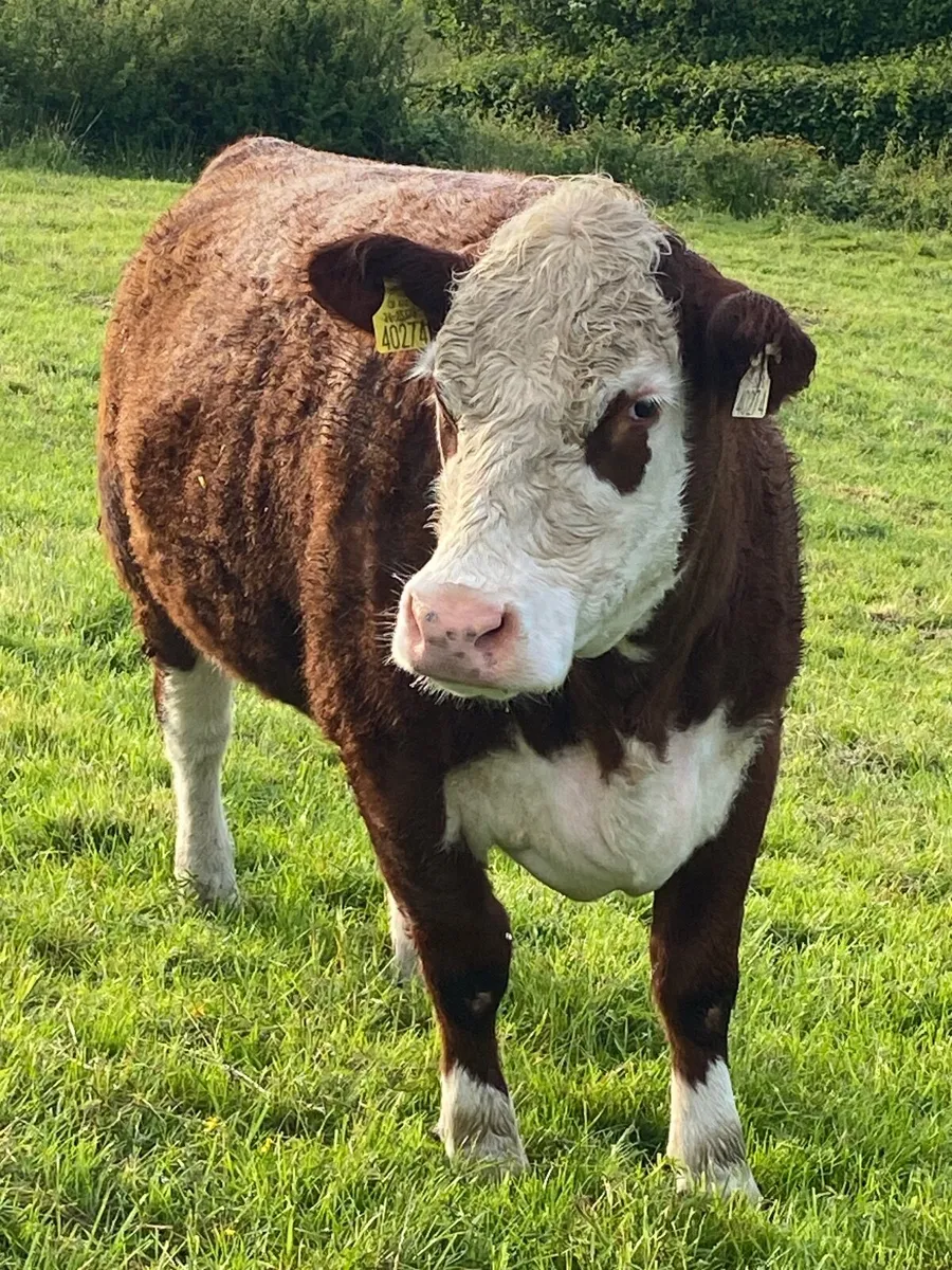 2 PBR Hereford Heifers - Image 2