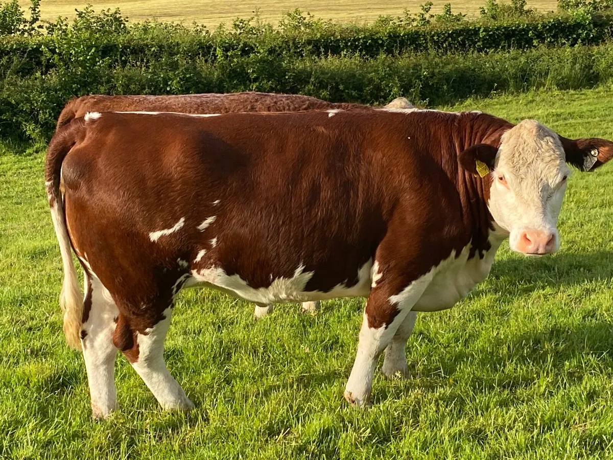 2 PBR Hereford Heifers - Image 3