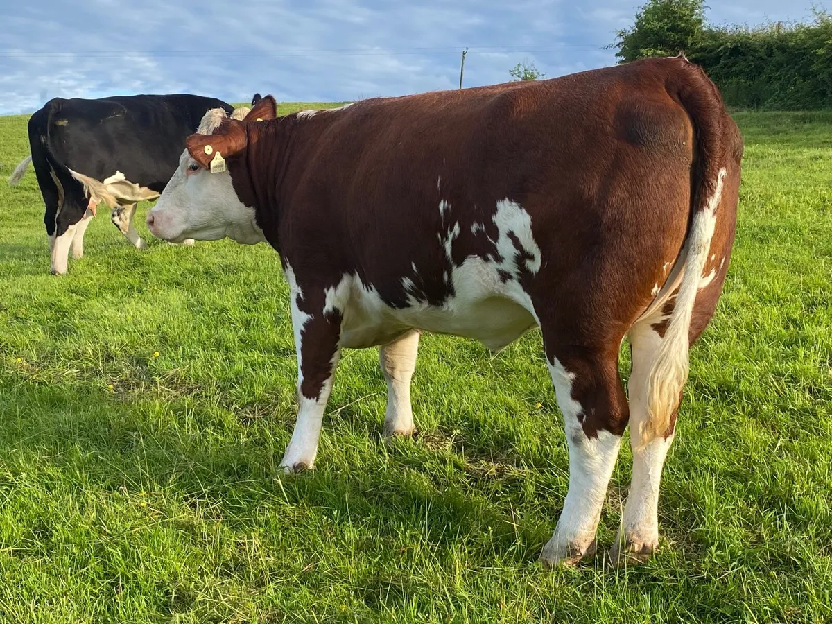 2 PBR Hereford Heifers - Image 4