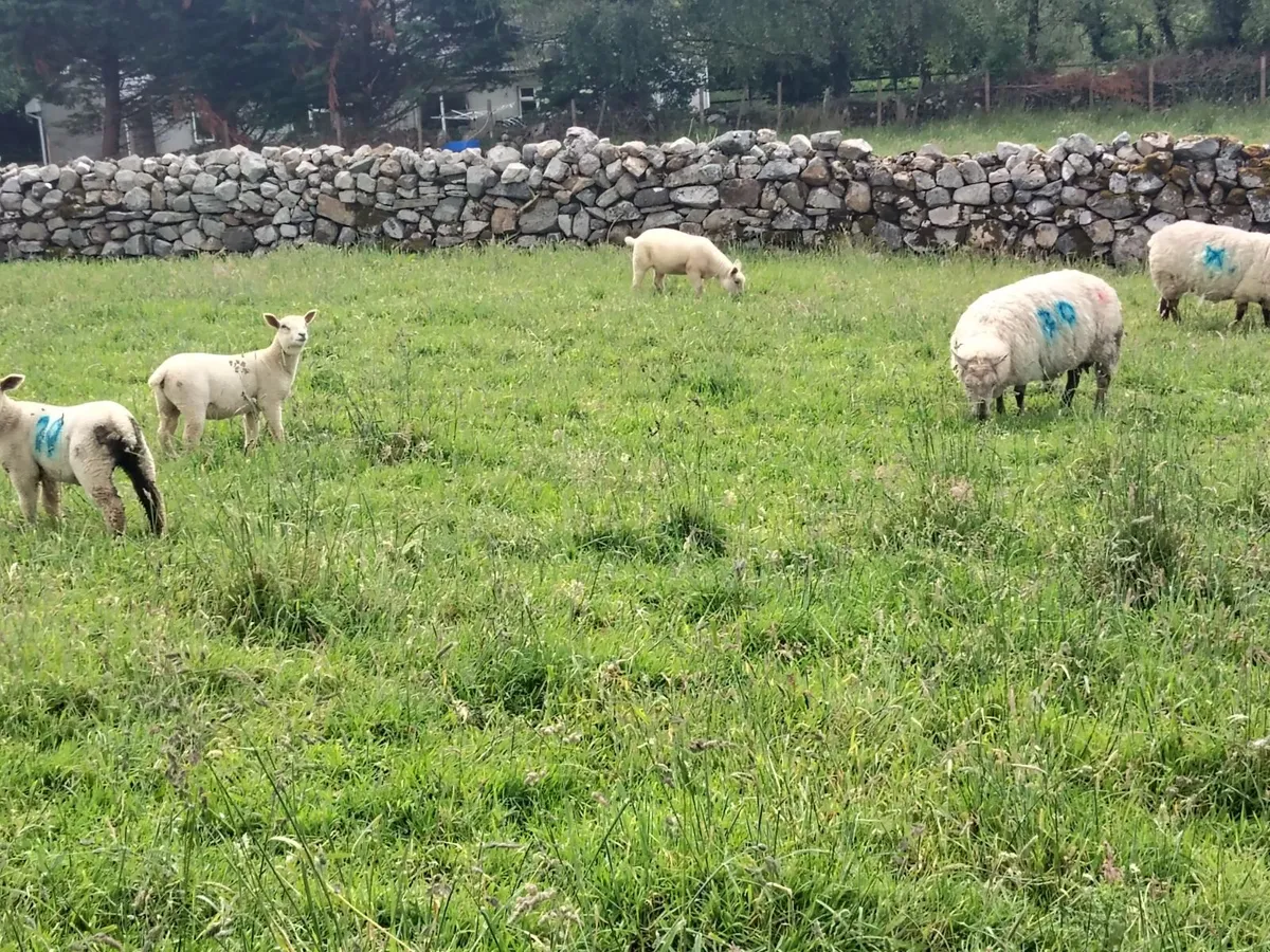 Exceptional U + grade Ewes & Strong Lambs st foot - Image 1