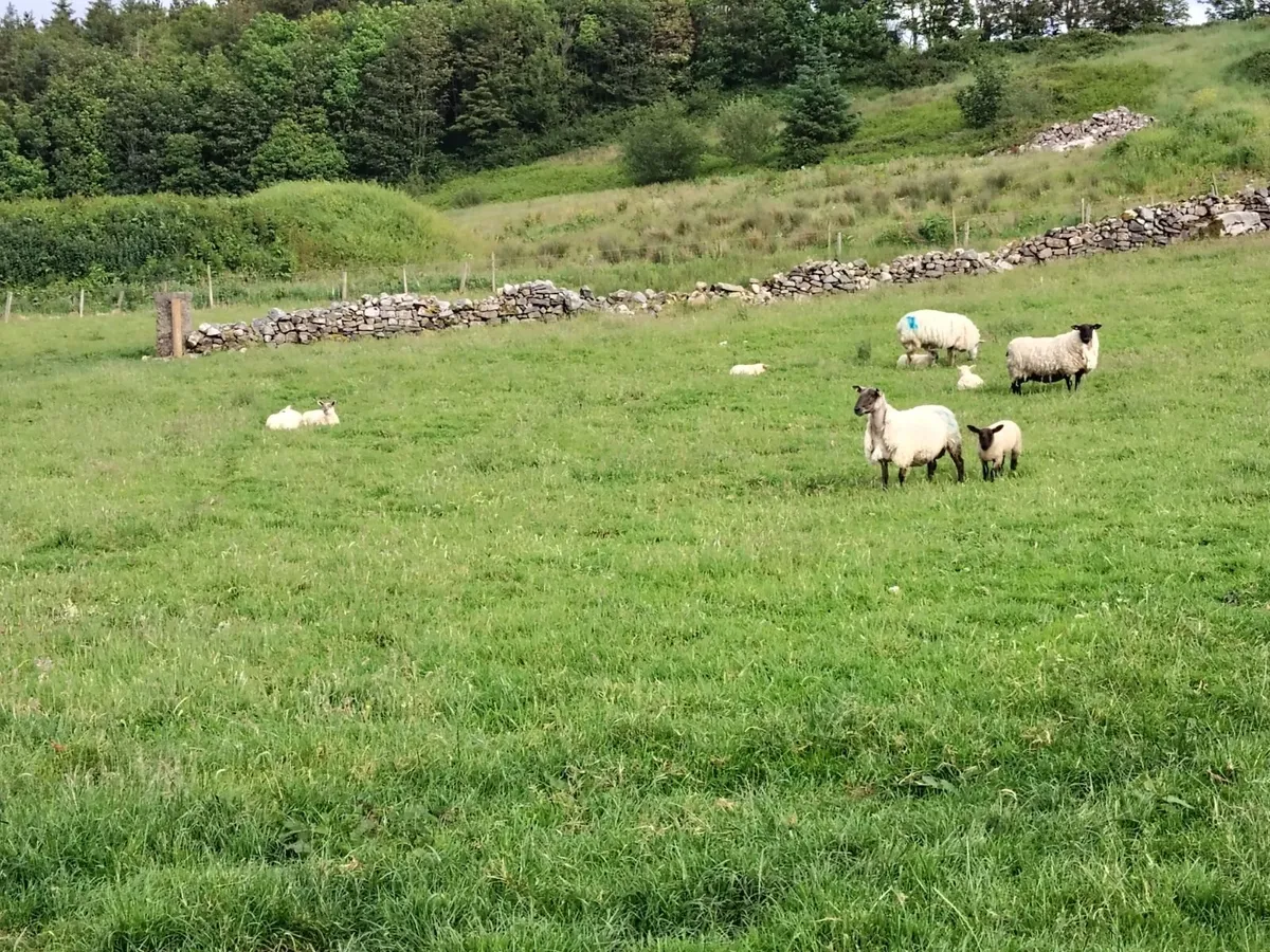 Exceptional U + grade Ewes & Strong Lambs st foot - Image 2