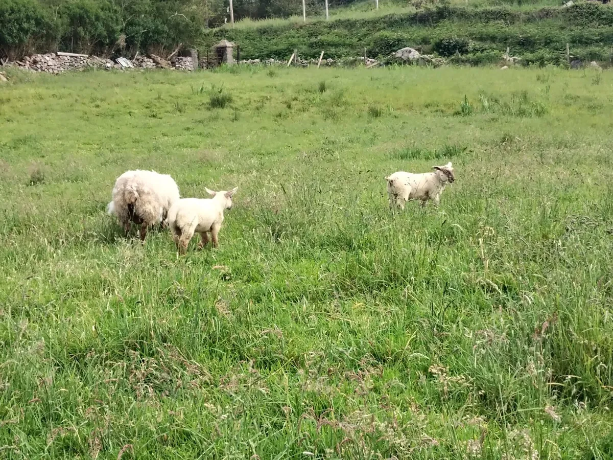 Exceptional U + grade Ewes & Strong Lambs st foot - Image 3