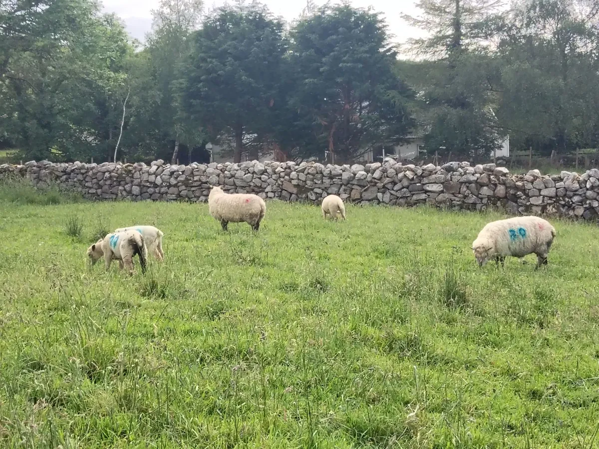 Exceptional U + grade Ewes & Strong Lambs st foot - Image 4
