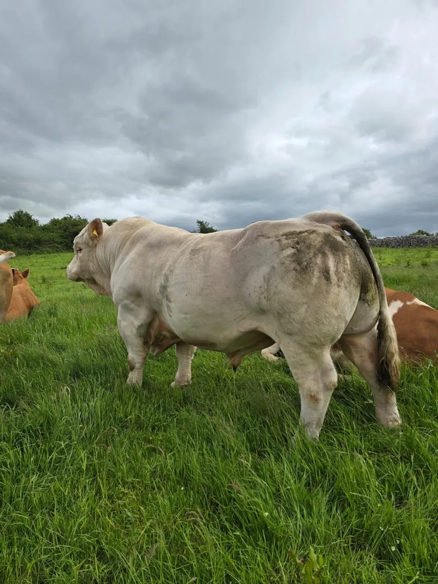 CF52 Charolais Bull For Sale - Image 1
