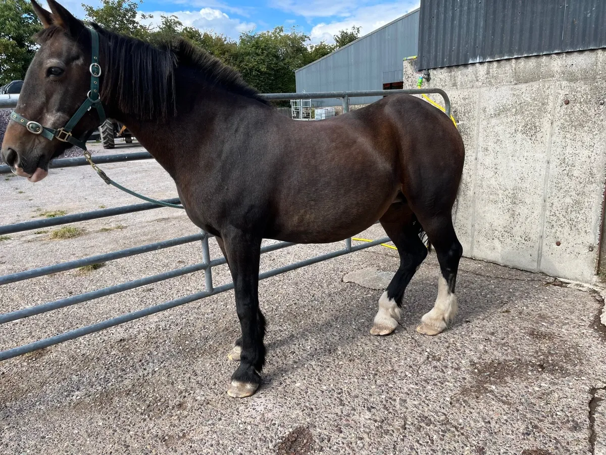 Family pony 14.1 hh Bay Mare - Image 1