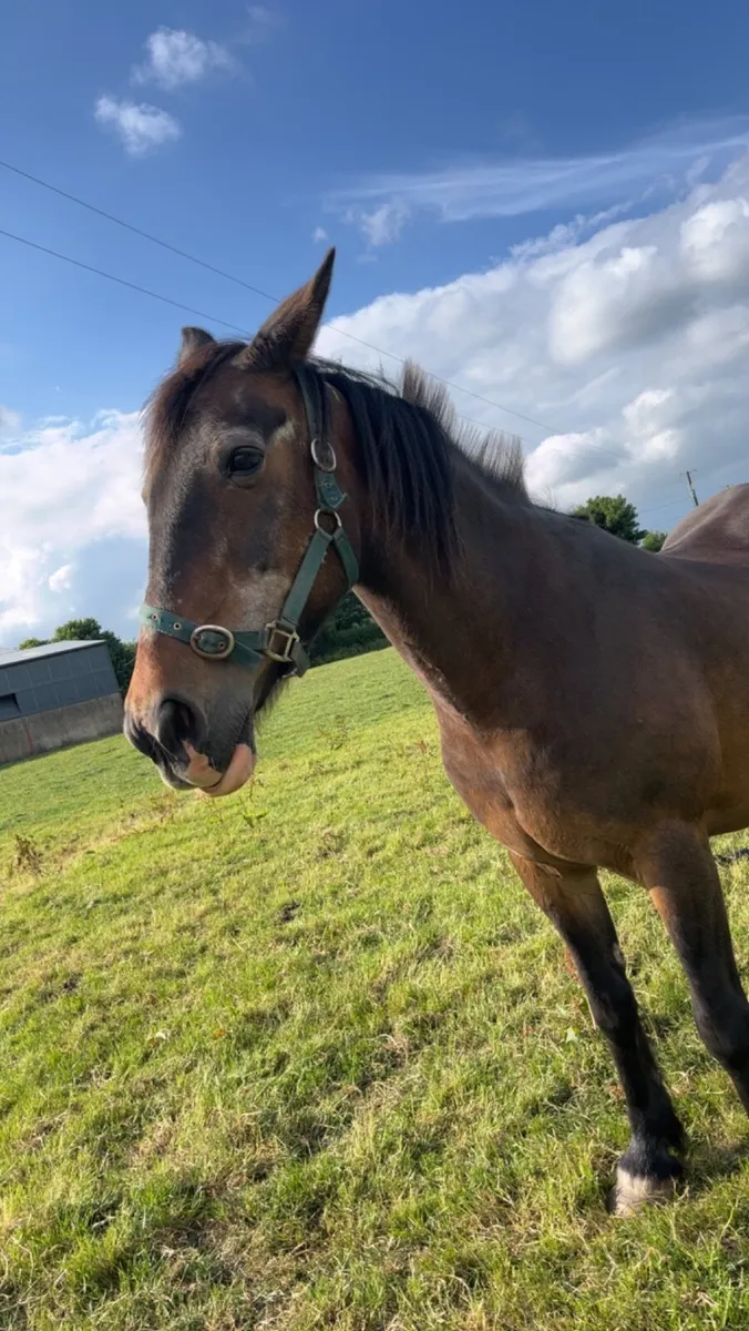 Family pony 14.1 hh Bay Mare - Image 2