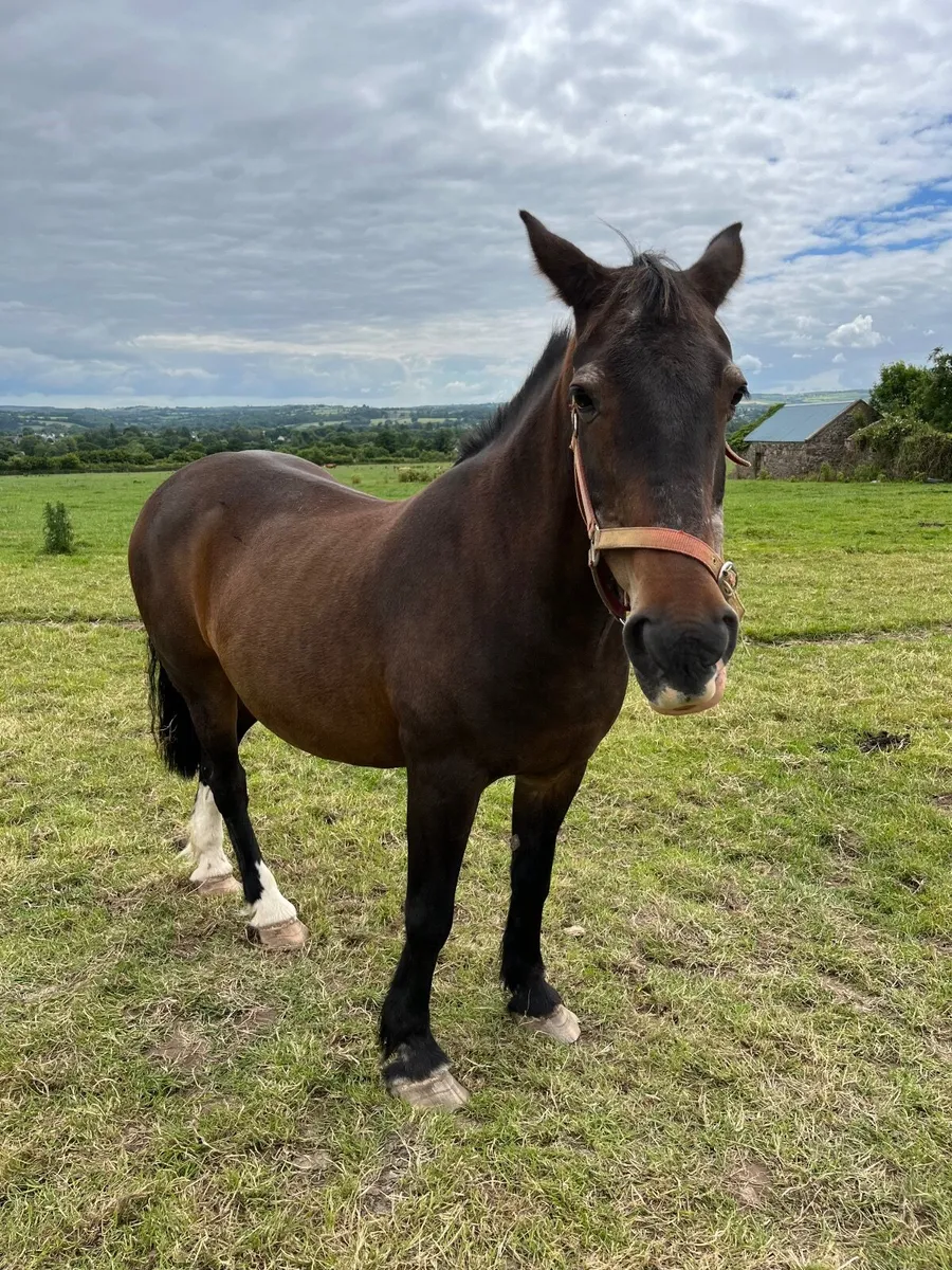 Family pony 14.1 hh Bay Mare - Image 3