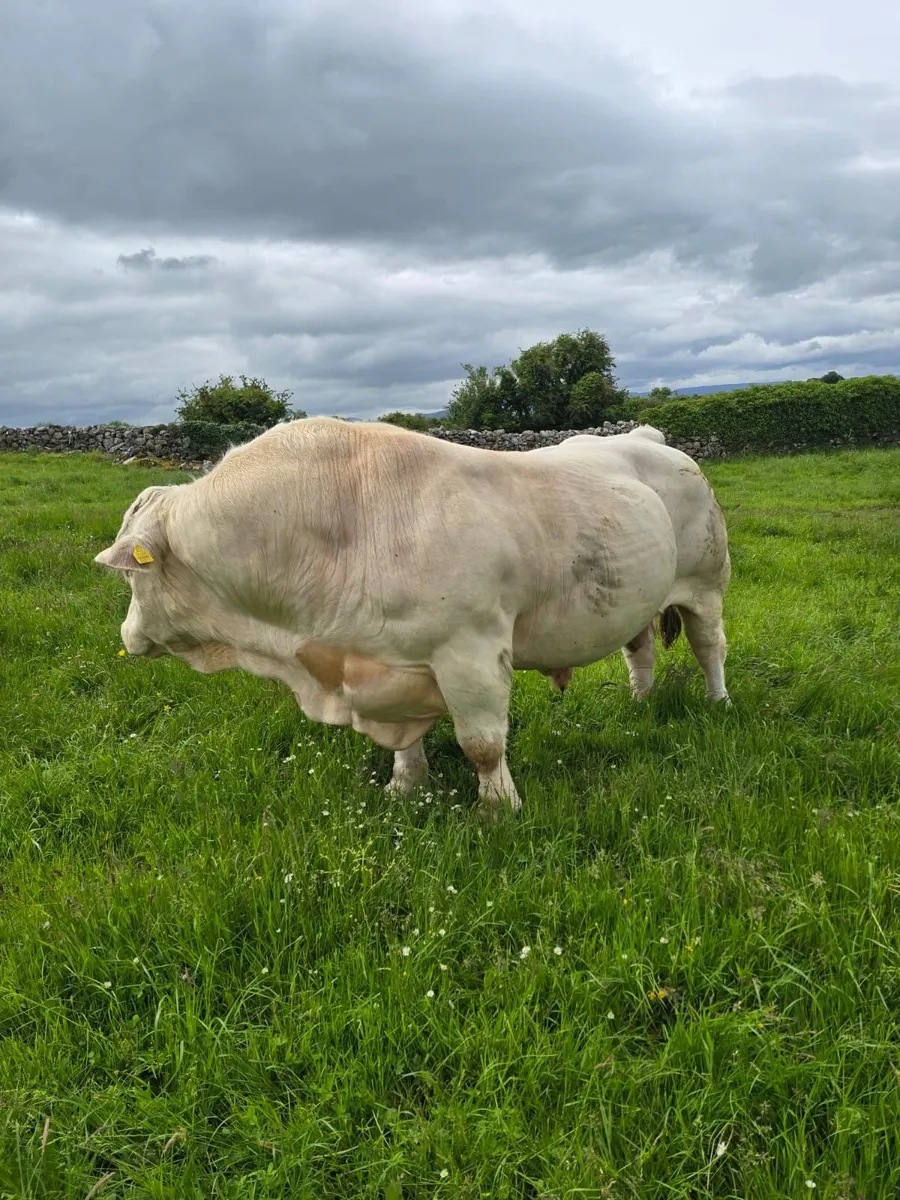 CF52 Charolais Bull For Sale - Image 3