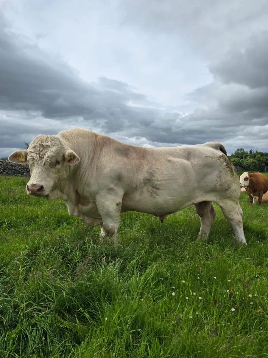 CF52 Charolais Bull For Sale - Image 2